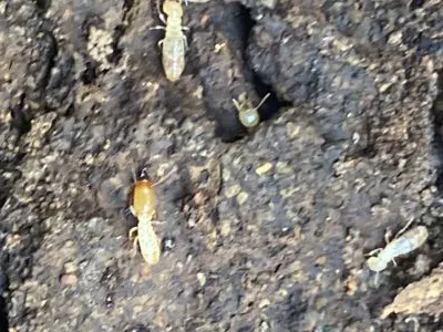 Des Termites à Rodez (12)