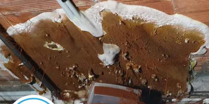 Traitement mérule à Clermont-Ferrand (63).