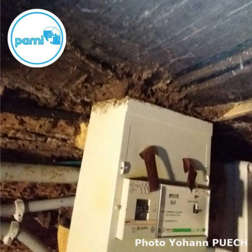 Photo d'aataque de determites sur le département du LOT (46) la colonie à suivie les cbles depuis le compteur électrique (Photos YOHANN PUECH) PAMI