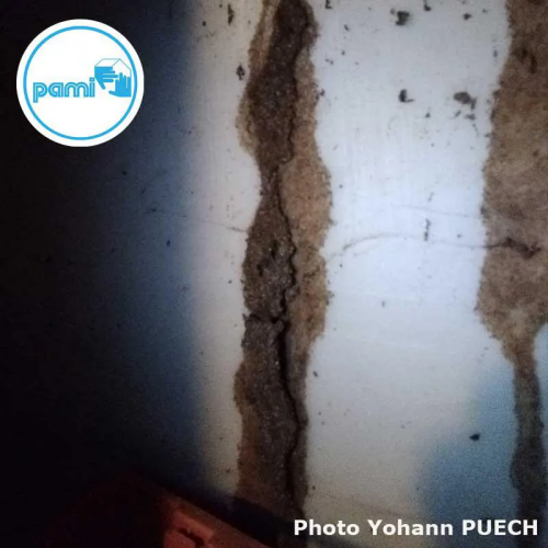 Photo d'un cordonnet de termites Lot (Photos YOHANN PUECH) PAMI