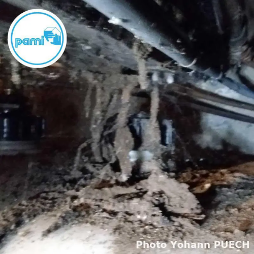 Photo départ de cordonnets , galeries tunels de termites souterrains (Photos YOHANN PUECH) PAMI