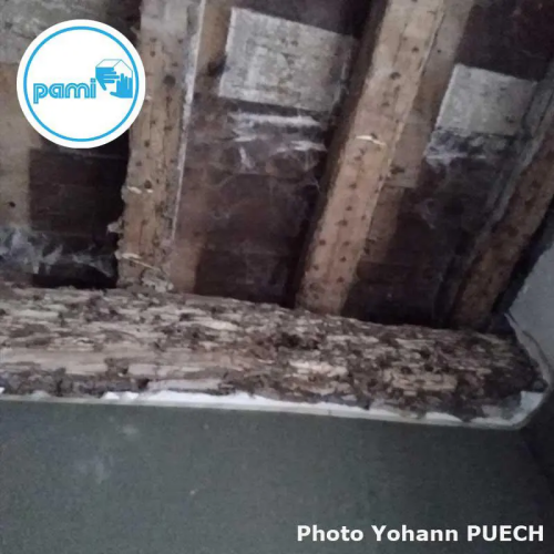 Bois attaqués par le termites (Photos YOHANN PUECH) PAMI