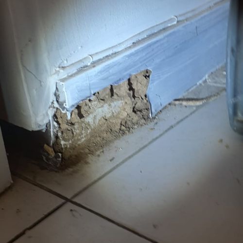 Termites vaucluse