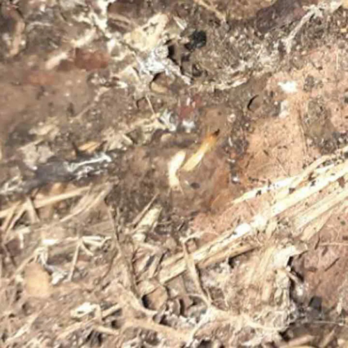 termites-ouvrier-et-soldat-la-couronne-martigues