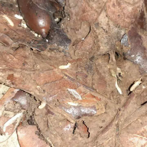 traitement-termite-la-couronne-martigues-bouches-du-rhone-marseille-pami