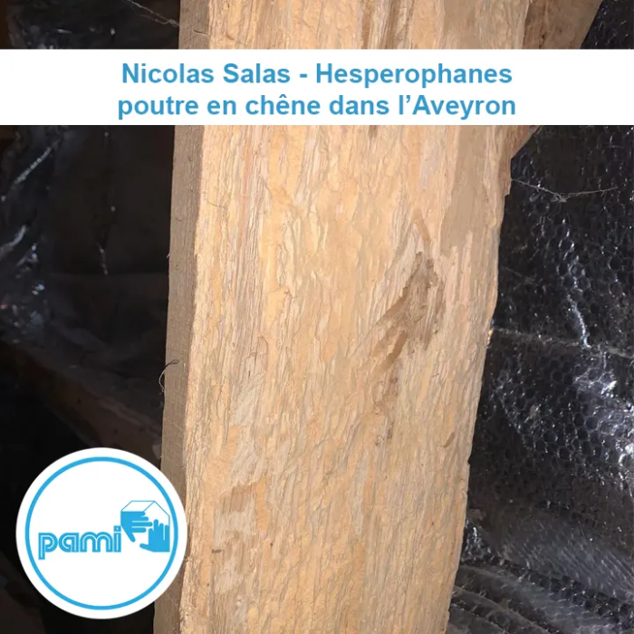 Traitement charpente bois aveyron