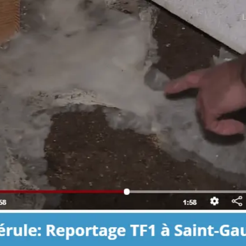 À Saint-Gaudens près de Toulouse en Haute-Garonne: La mérule dévaste les maisons