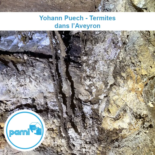 traitement termites en Aveyron