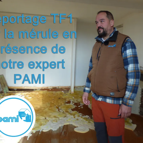 PAMI interview TF1 au sujet de la Mérule, Fléau de nos maisons