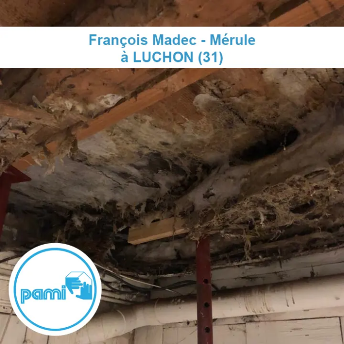 Traitement Mérule à Luchon