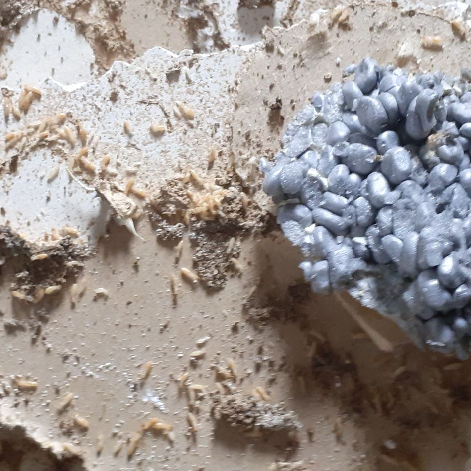 termite Albi