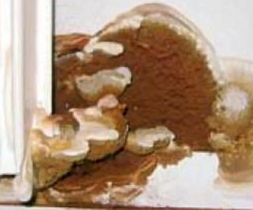 mérule-a-clermont-ferrand-puy-de-dome-63