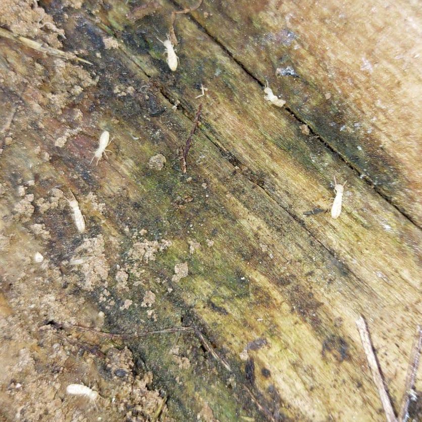 traitement termites albi PAMI TRAITEMENT