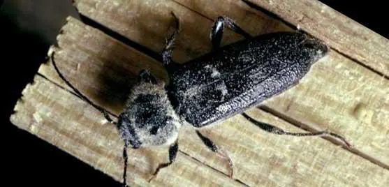 capricorne des maisons traitement charpente contre les insectes à larves xylophages