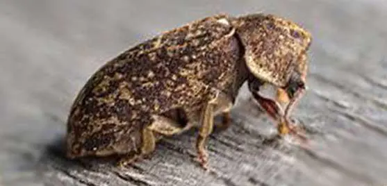 grosse vrillette capricorne insecte à larves xylophages traitement bois Pamiers, Foix, Lavelanet, Traitement charpente