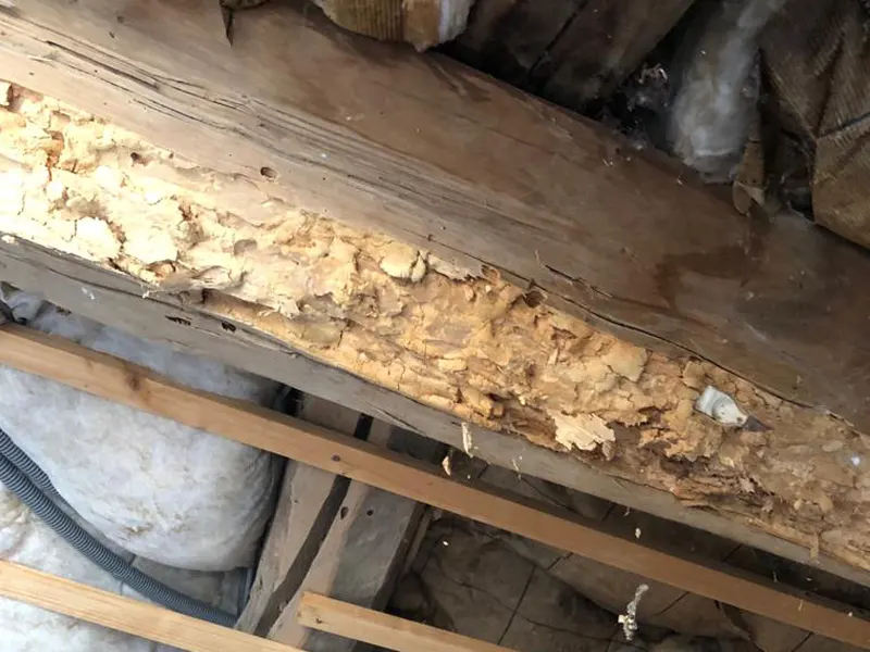 Traitement des termites Toulouse Pami, spécialiste du traitement.