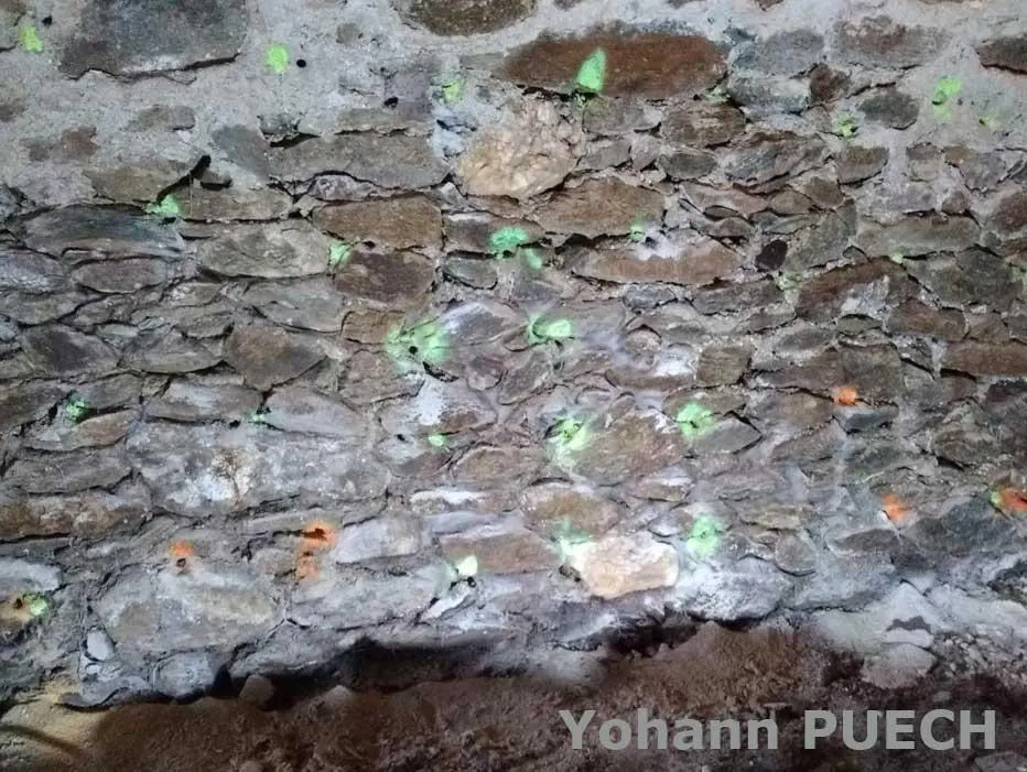 perçage des murs en quinconce traitement mérule - lutte contre l humidité