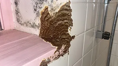 coniophore des caves gard