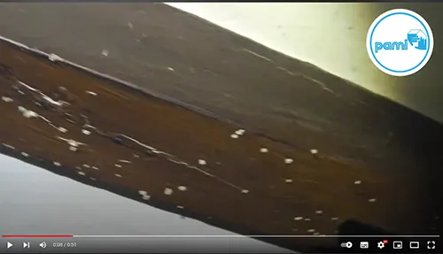 Pami traitement termites Yohann Puech
