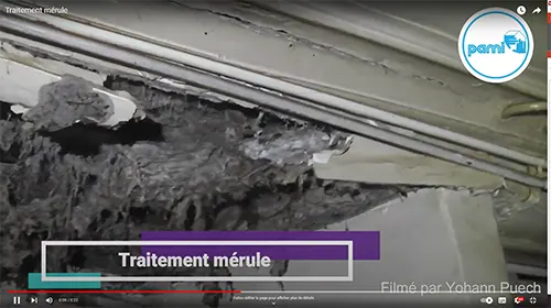 Traitement mérule à Barjac