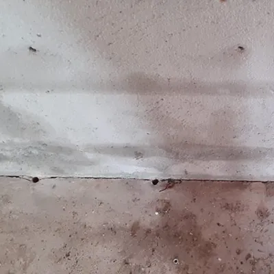 barriere chimique anti termites toulouse