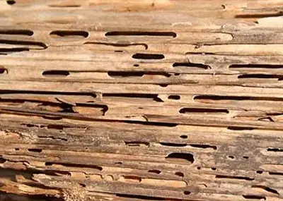 Bois attaqué par les termites