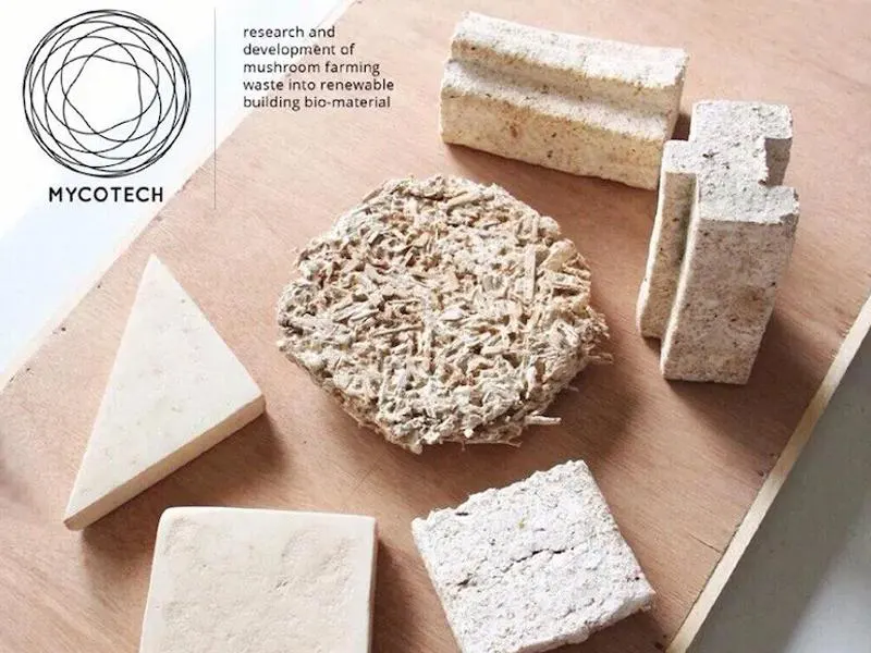 champignon construction