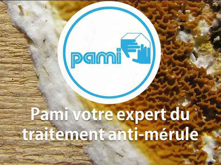 Comment reconnaître la Mérule ? PAMI votre expert du traitement anti-termites.
