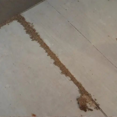 Cordonnets de boue de termites sur un mur