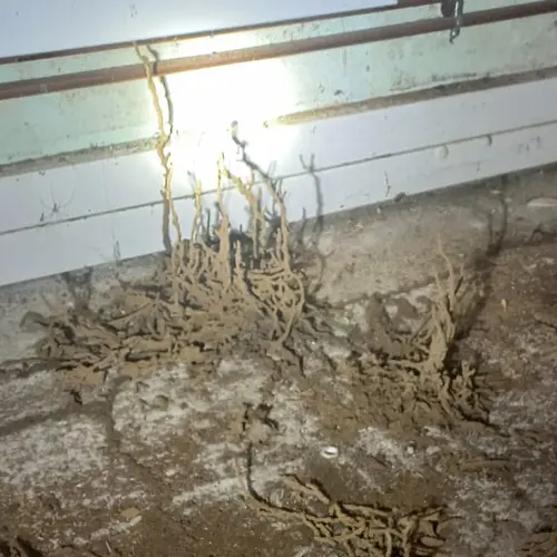 Cordonnets de termites souterrains remontant du sol le long d'un mur, maison à Albias dans le Tarn-et-Garonne (82)