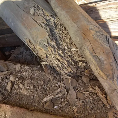 Poutre de charpente creusée par les termites dans une maison à Nohic, Tarn-et-Garonne (82)