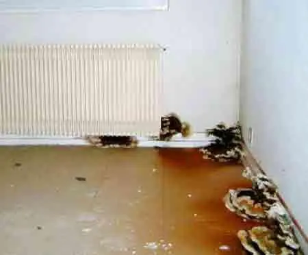 mérule-Clermont-Ferrand,-Mont-Dore,-la-Bourboule,-thiers-Puy-de-Dôme-(63)