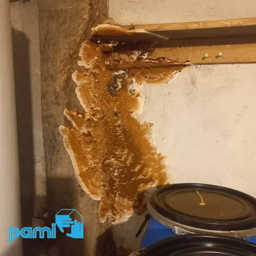 Fructification de mérule brun-rouille à bordure blanche sur une poutre et un mur dans une cave du Tarn-et-Garonne