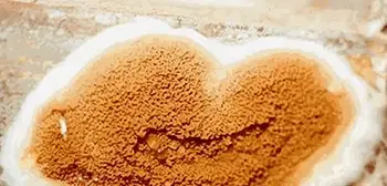 Traitement mérule tarn