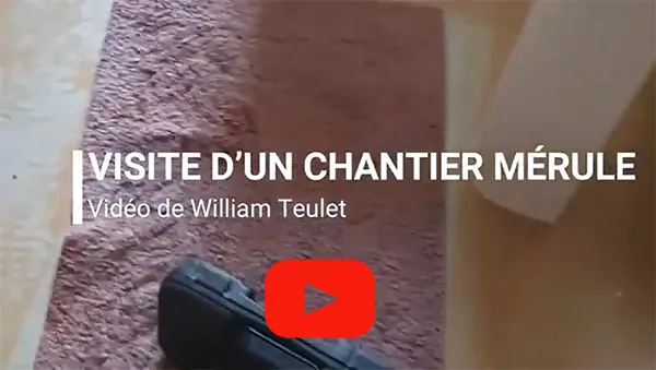 traitement merule pami bourboule