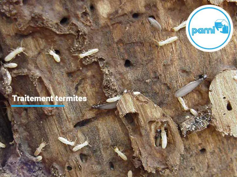 Traitement termites à Vauvert dans la région du Gard (30), chantier effectué par la Pami.