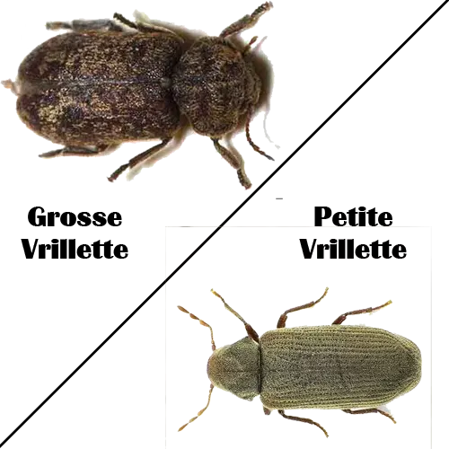 Vrillette du bois : reconnaître et traiter cet insecte xylophage | PAMI