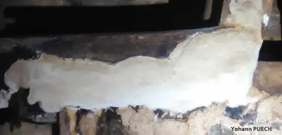 Polyphore des caves lozère