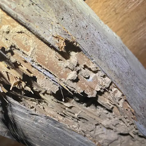 Poutre de charpente creusée par les termites
