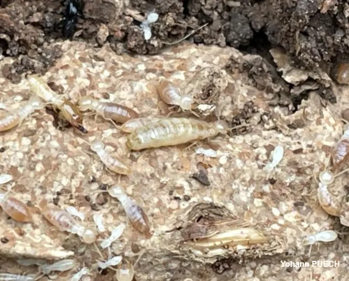 reine termites