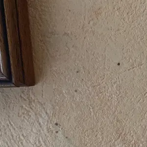 Petits trous d’essaimage sur plâtres, peinture ou bois clair, souvent rebouchés par du ciment ou de la terre