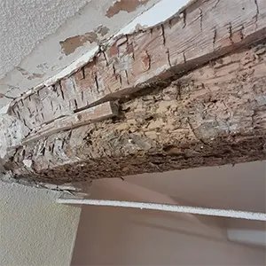 Bois creux ou friable au toucher, planchers affaissés.