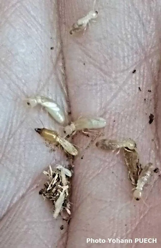 Termites trouvés sur le Cantal