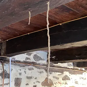 Cordonnets terreux le long des murs ou fondations, parfois suspendus.