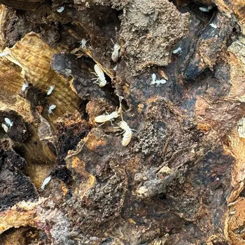 TRAITEMENT TERMITES TARN