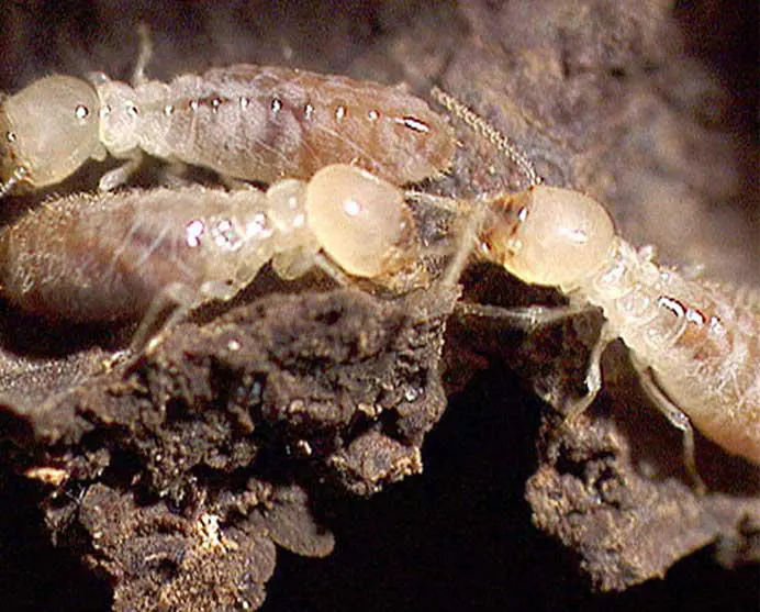 Traitement termites ouvriers pami - termites trouvés dans les charpentes -Diagnostic termites pour la protection des occupants - même lors de la démolition les bois doivent etre traités ou partir à l'incinération