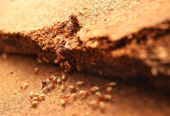 Traitement anti-termites - Termites - Désinsectisation - Désinfection