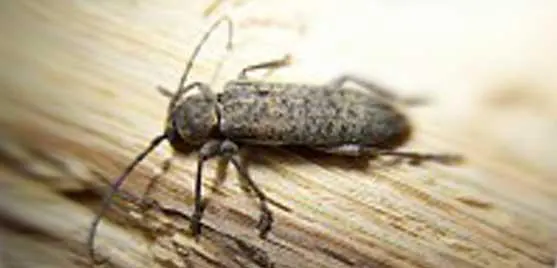 hespérophanes capricorne insecte à larves xylophages traitement bois Pamiers, Foix, Lavelanet, Traitement charpente