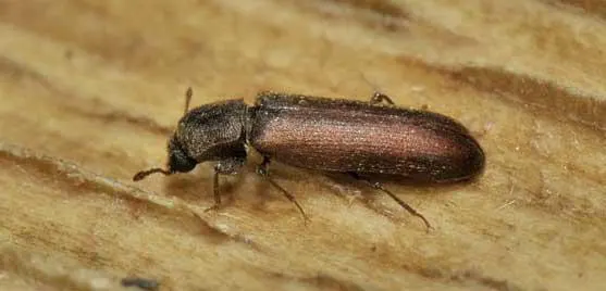 lyctus, capricorne insecte à larves xylophages traitement bois Pamiers, Foix, Lavelanet, Traitement charpente