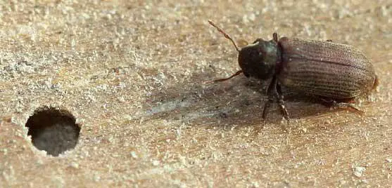 petitte vrillette capricorne insecte à larves xylophages traitement bois Pamiers, Foix, Lavelanet, Traitement charpente